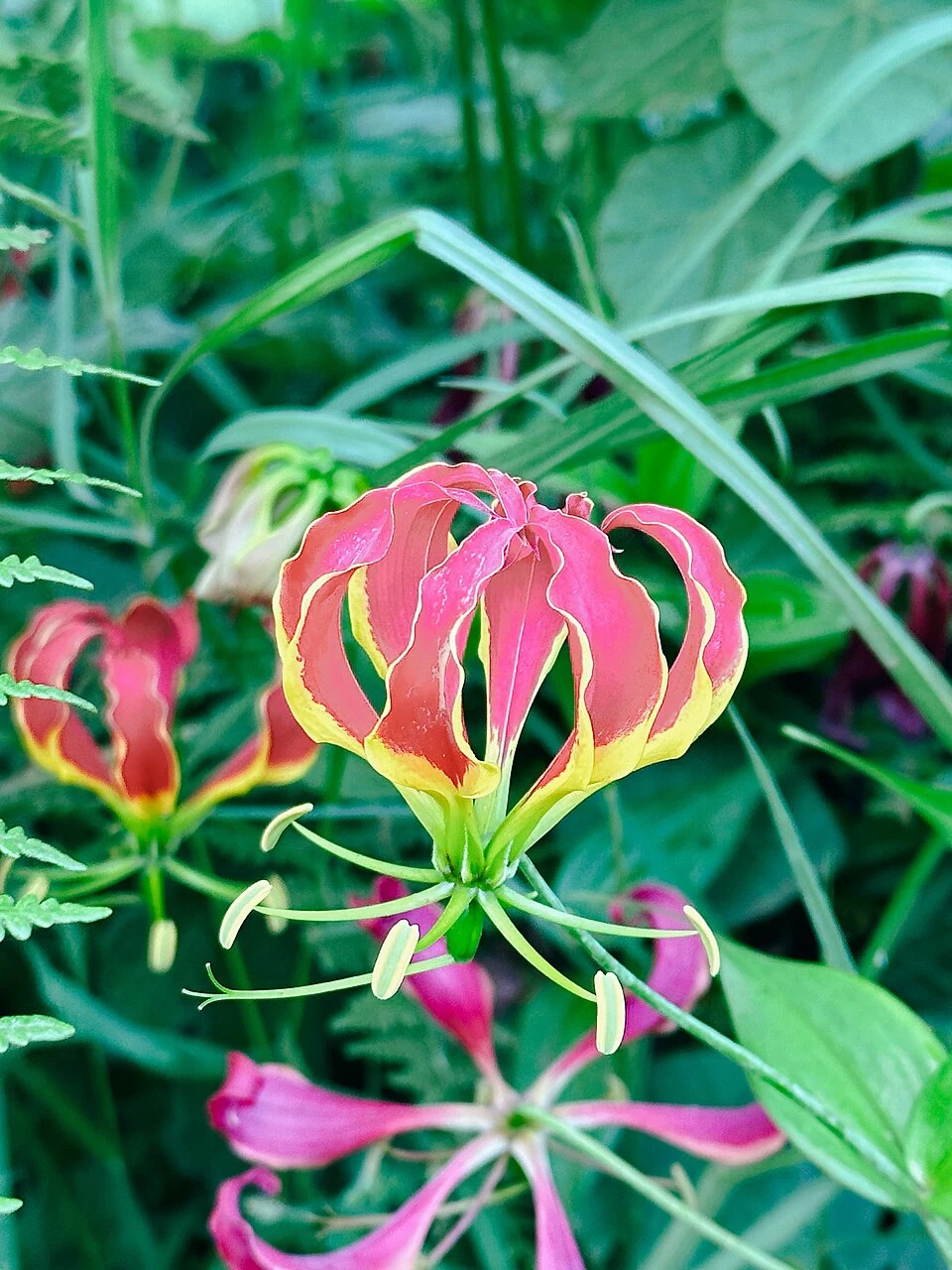 Red and yellow flower among green leaves at Empakaai