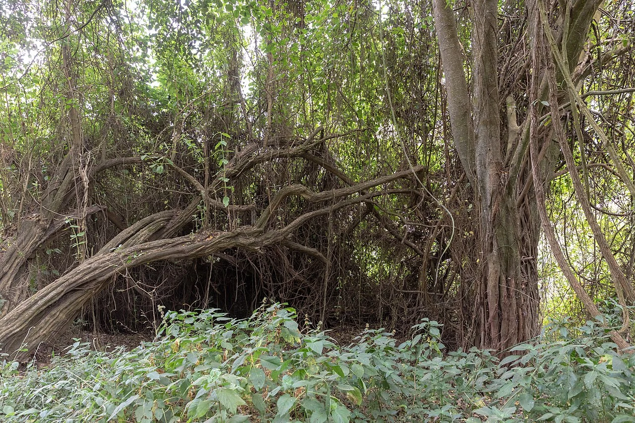 Roots and trunks in Empakaai forest