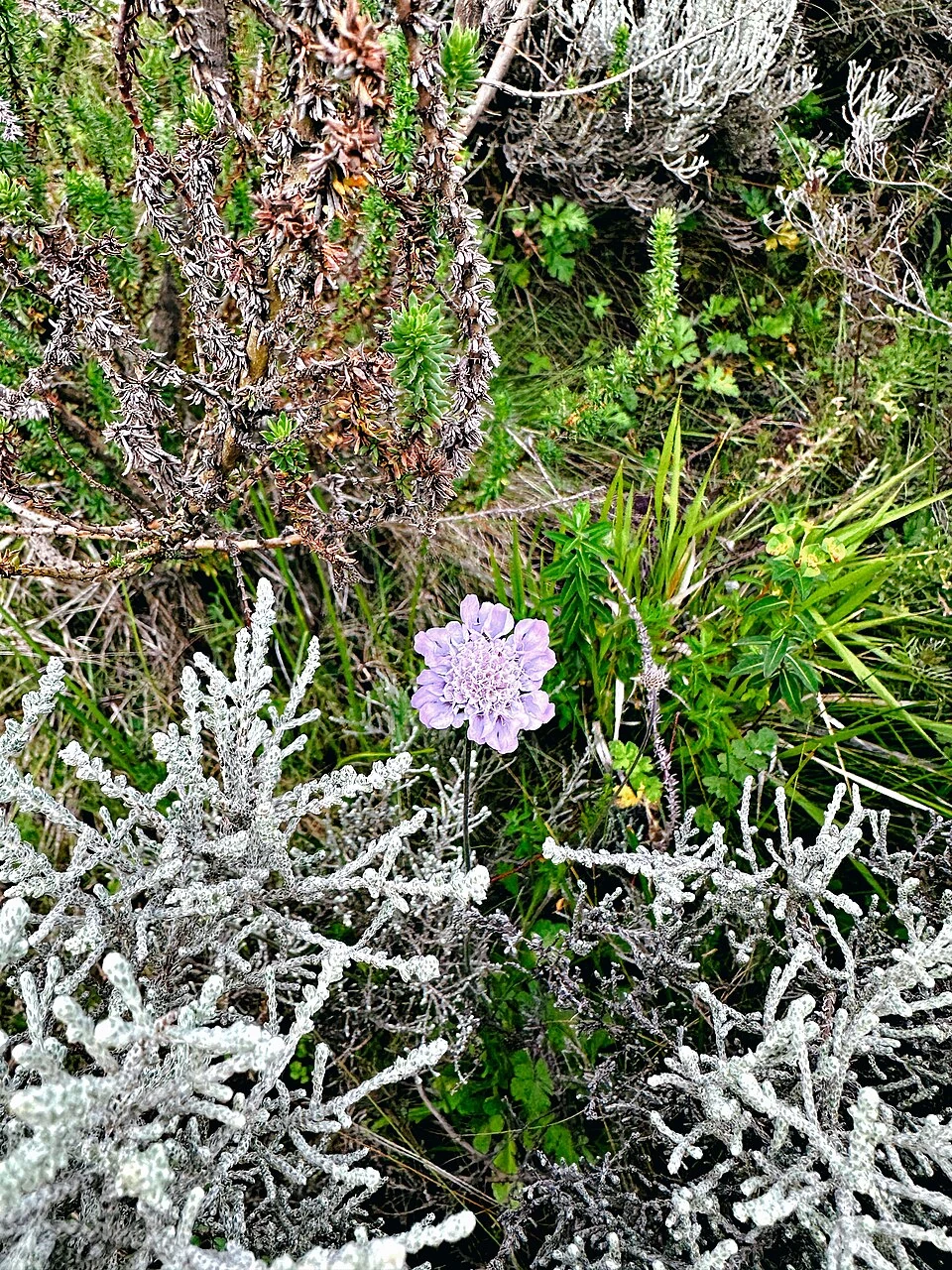 Small pale flower and dense vegetation on Lolmalasin