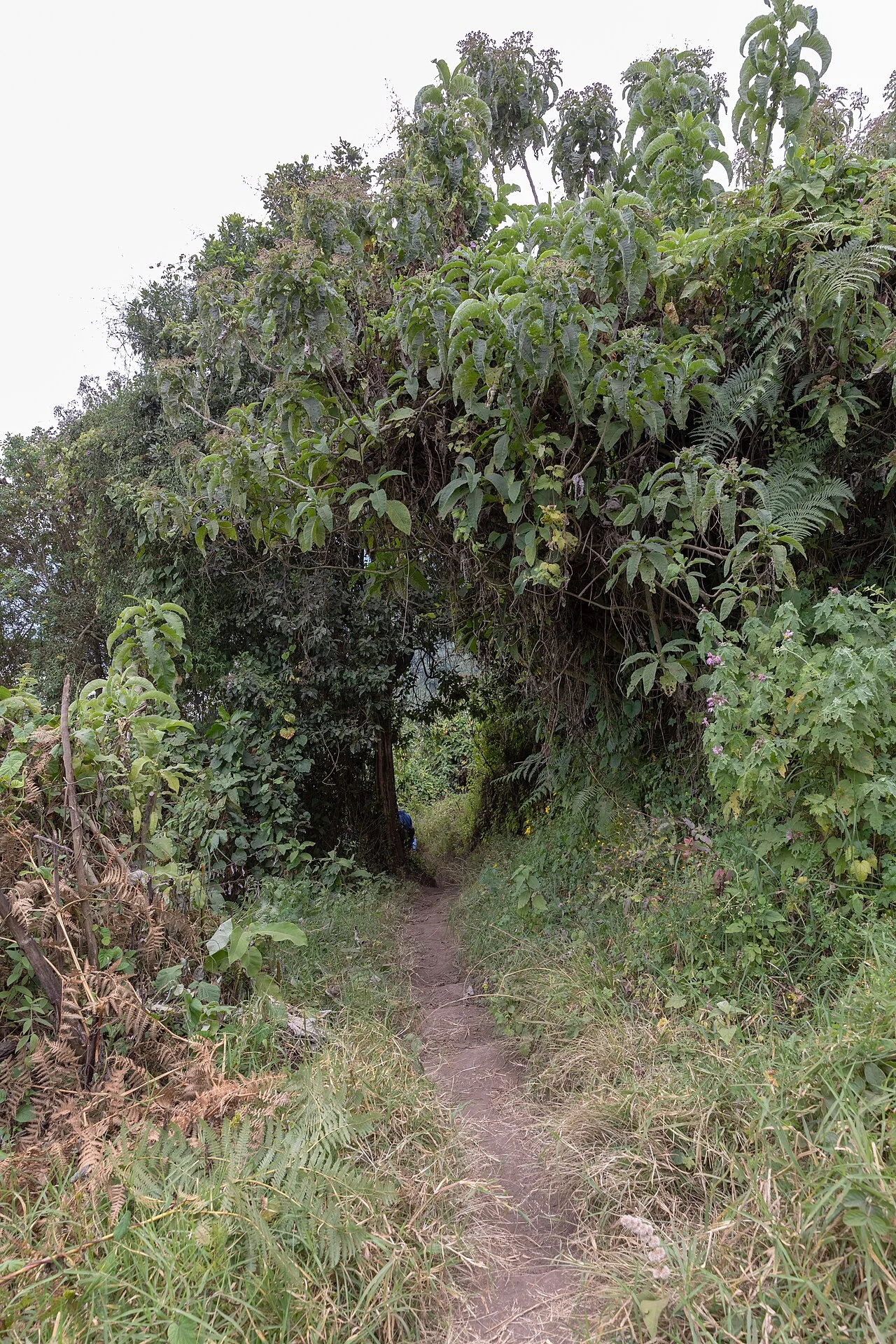 A narrow path within Empakaai vegetation